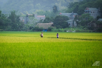 vietnam-rice-fields